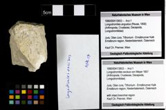 Foto (Objekt + Etiketten) von Longodromites excisus (von Meyer 1857) 